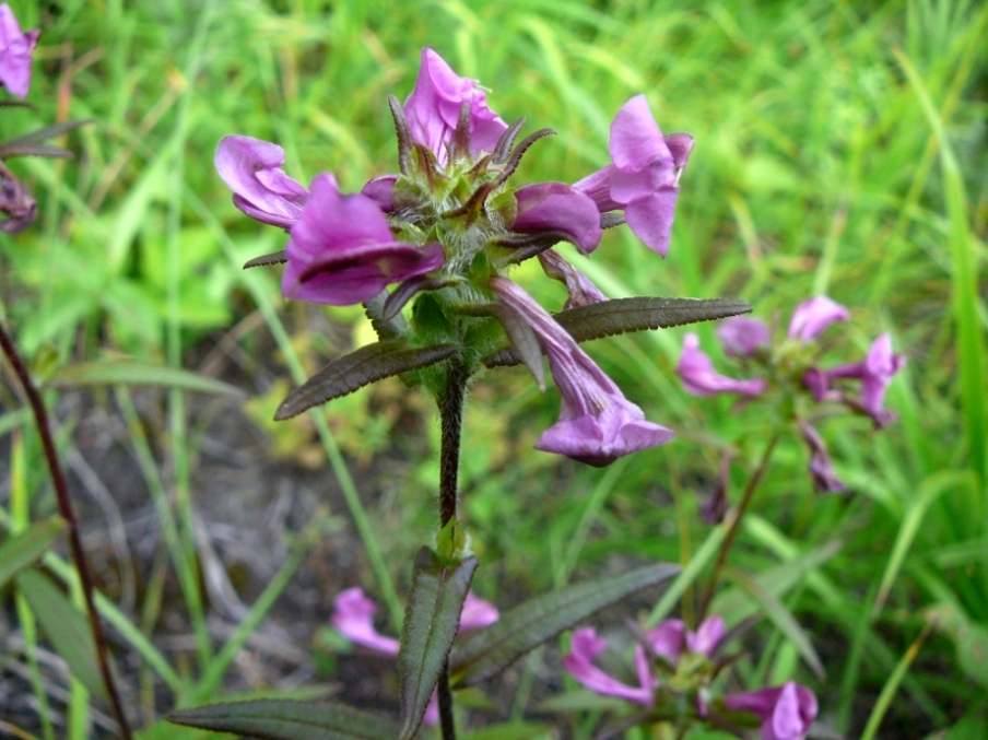 Image of Pedicularis resupinata specimen.
