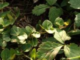 Mitchella repens