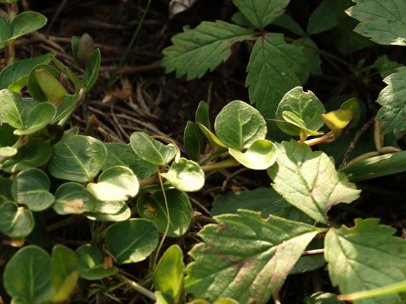 Изображение особи Mitchella repens.