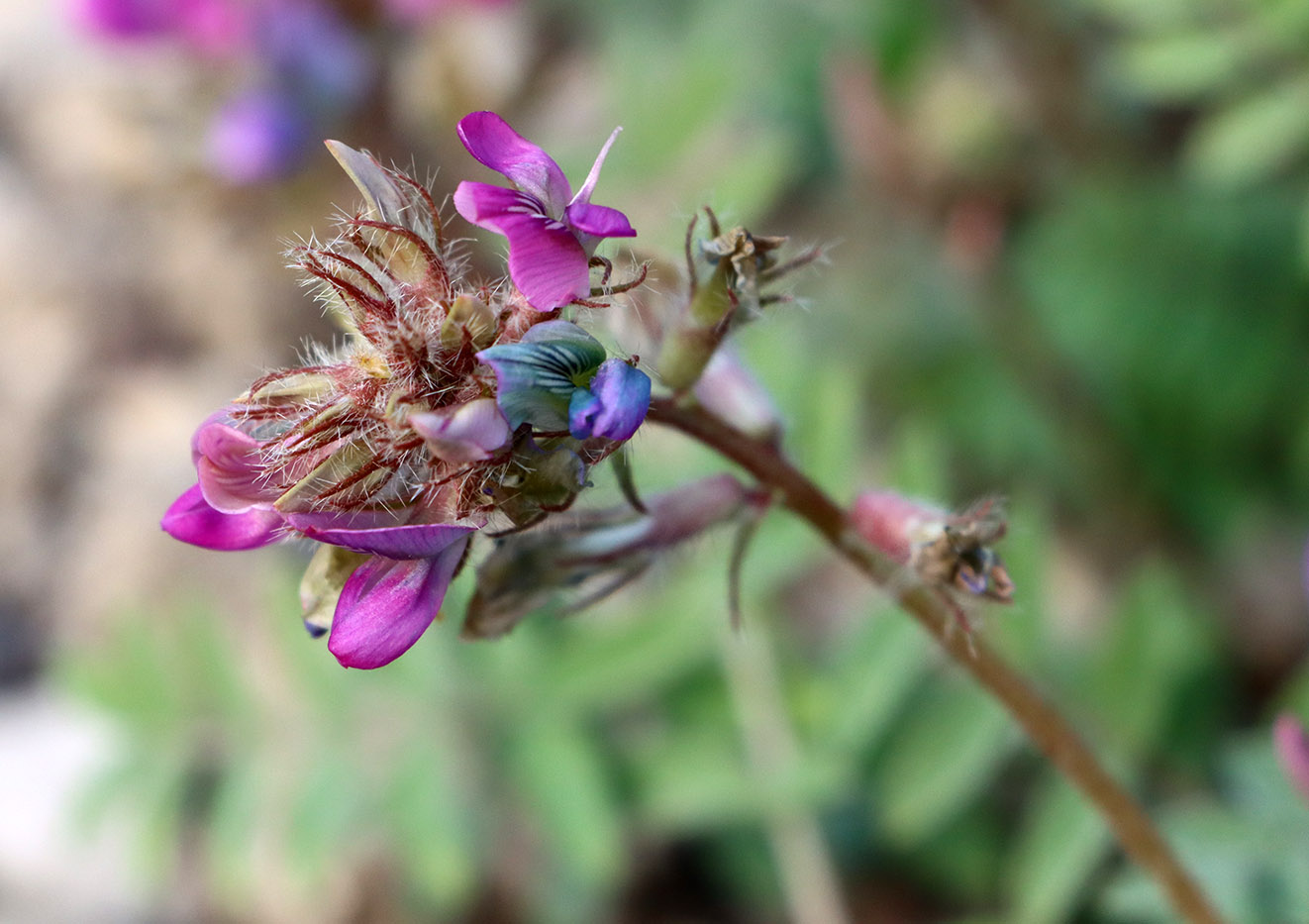 Image of Oxytropis litwinowii specimen.