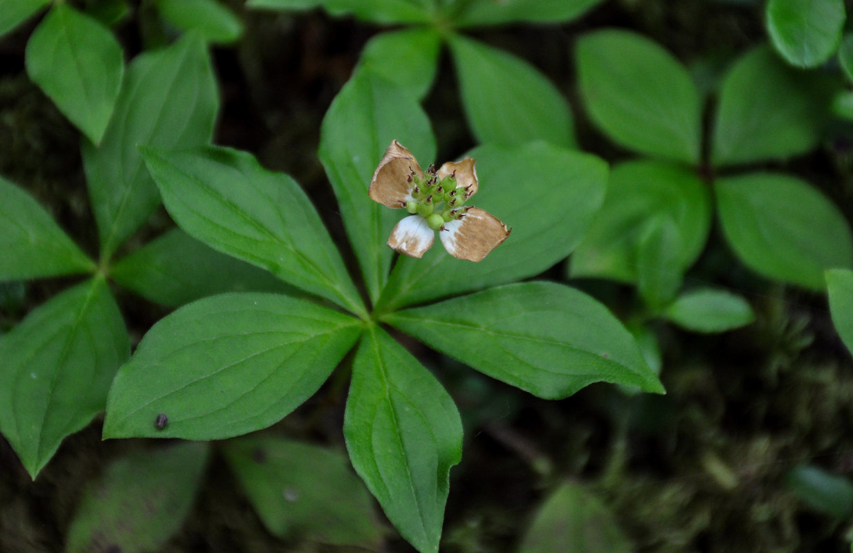 Image of Chamaepericlymenum canadense specimen.