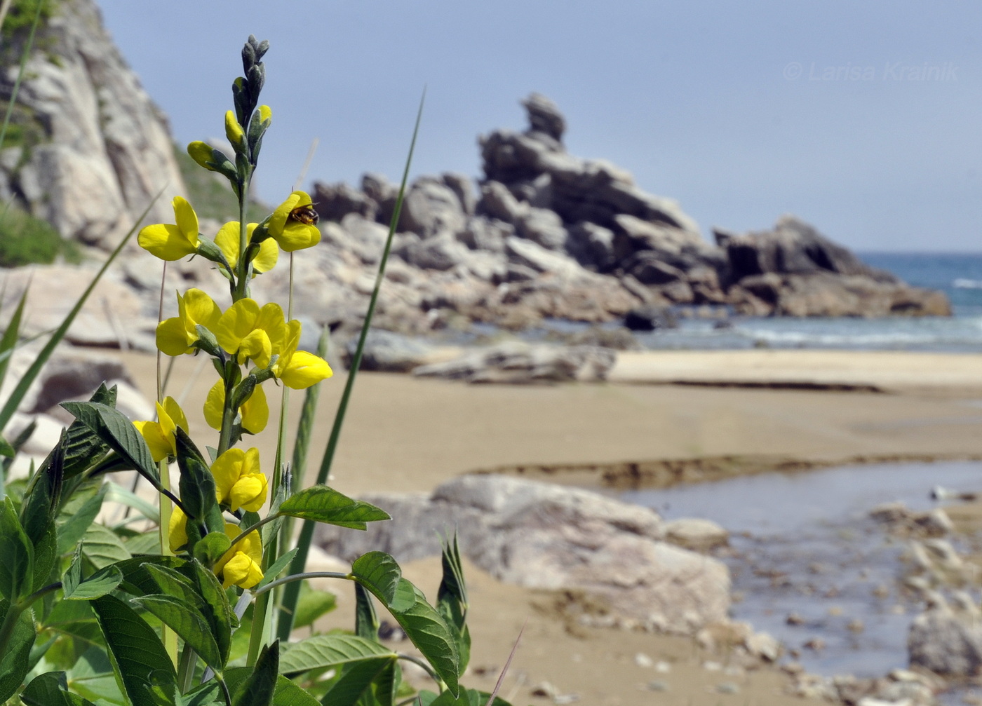 Image of Thermopsis lupinoides specimen.