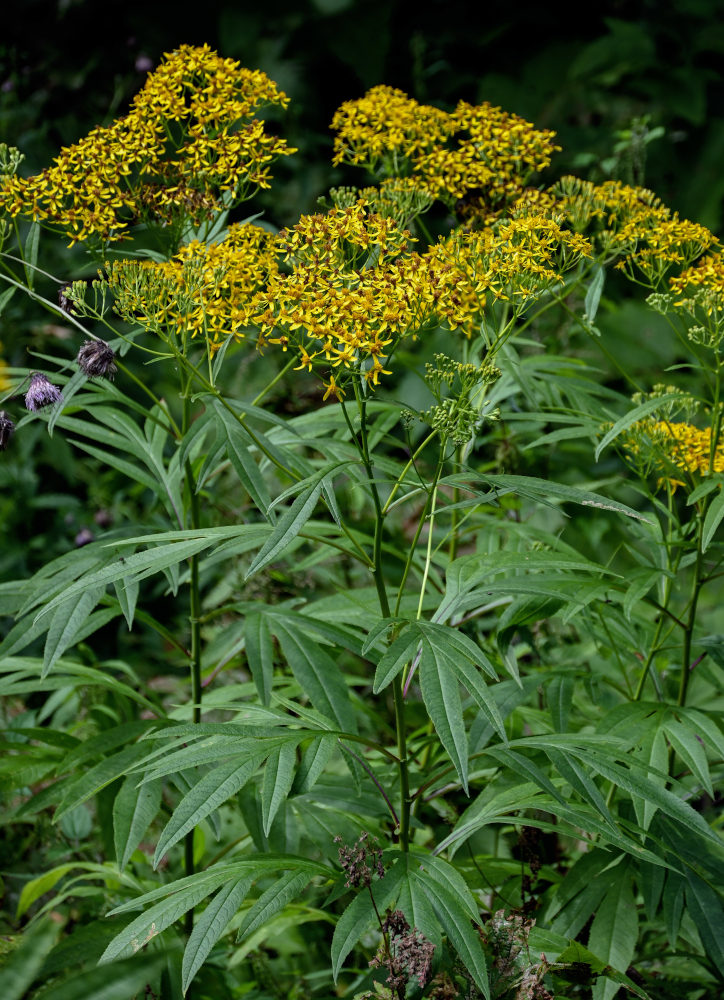 Изображение особи Senecio cannabifolius.