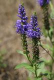 Veronica spicata. Соцветие с бутонами, цветками и плодами. Псковская обл., Псковский р-н, окр. погоста Выбуты, берег р. Великая, сухой луг на крутом известняковом склоне южн. экспозиции над обрывом. 05.08.2023.