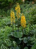 Ligularia fischeri