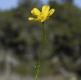 Ranunculus bullatus subspecies cytheraeus