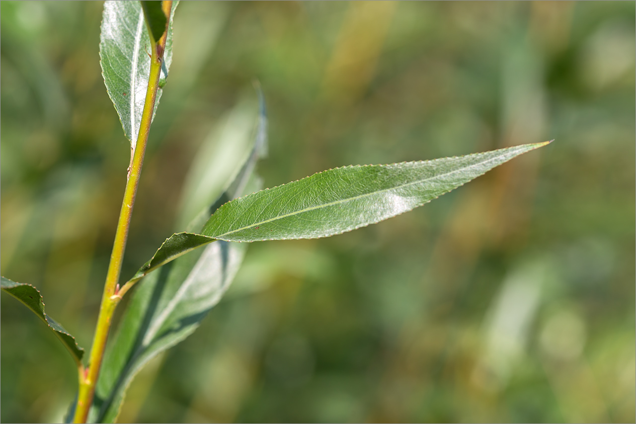 Image of genus Salix specimen.