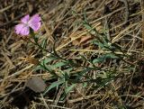 Dianthus versicolor. Верхуши цветущих и плодоносящих побегов. Пермский край, г. Пермь, Индустриальный р-н, опушка в сосновом бору. 04.08.2023.