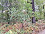 Изображение особи. Автор - Владимир Зайцев