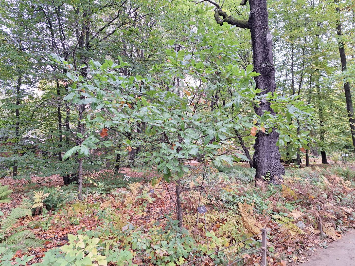 Изображение особи Quercus velutina.