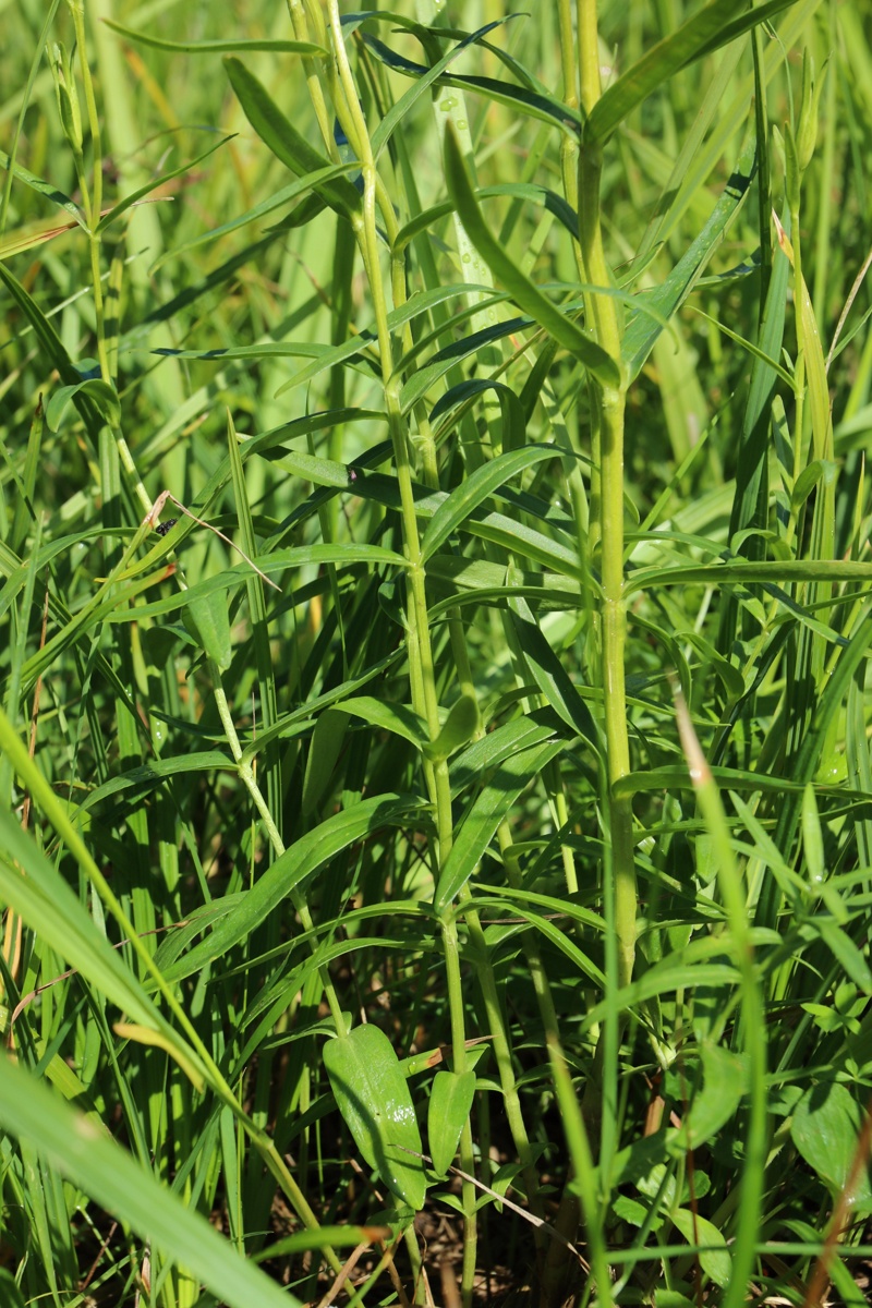 Изображение особи Gentiana pneumonanthe.