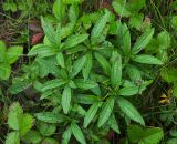 Lithospermum officinale