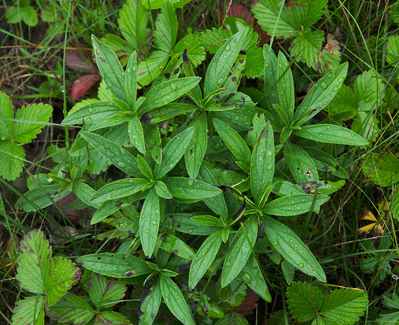 Image of Lithospermum officinale specimen.