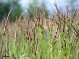 Carex vanheurckii. Верхушки отцветающих побегов. Магаданская обл., г. Магадан, окр. мкр-на Солнечный, дачный поселок, около дороги. 13.06.2022.