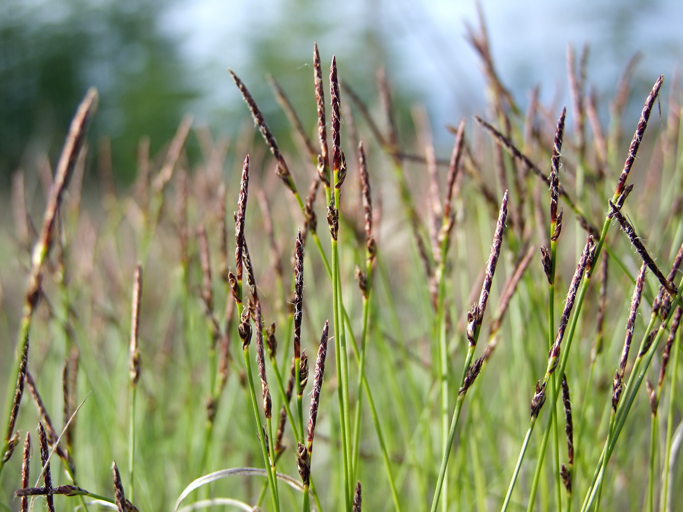 Image of Carex vanheurckii specimen.