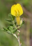 Chamaecytisus ruthenicus