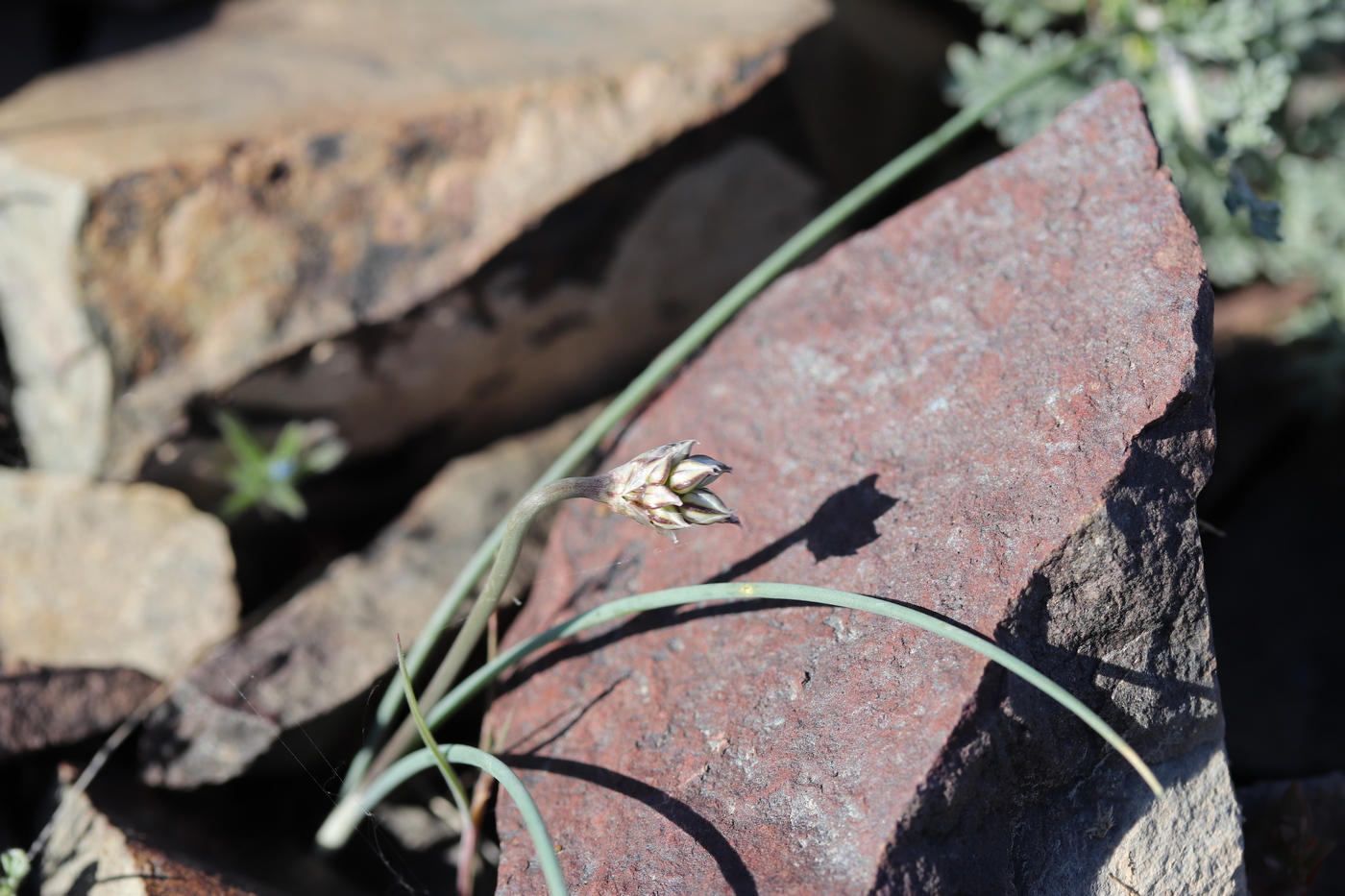 Image of Allium lehmannianum specimen.