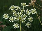 Pimpinella saxifraga. Соцветие-зонтик (нижняя сторона). Ульяновская обл., Мелекесский р-н, окр. с. Приморское, остепнённый луг с участками засоления. 25.06.2023.