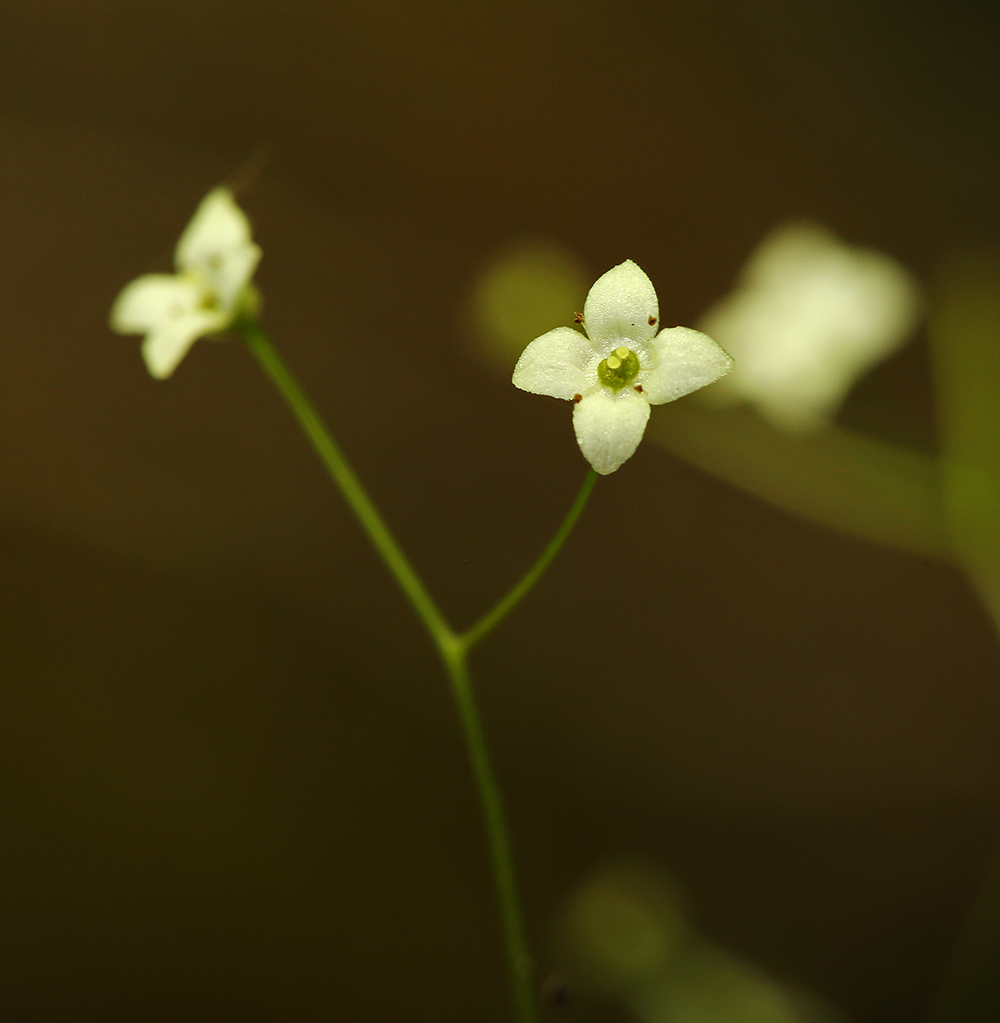 Image of Galium davuricum specimen.