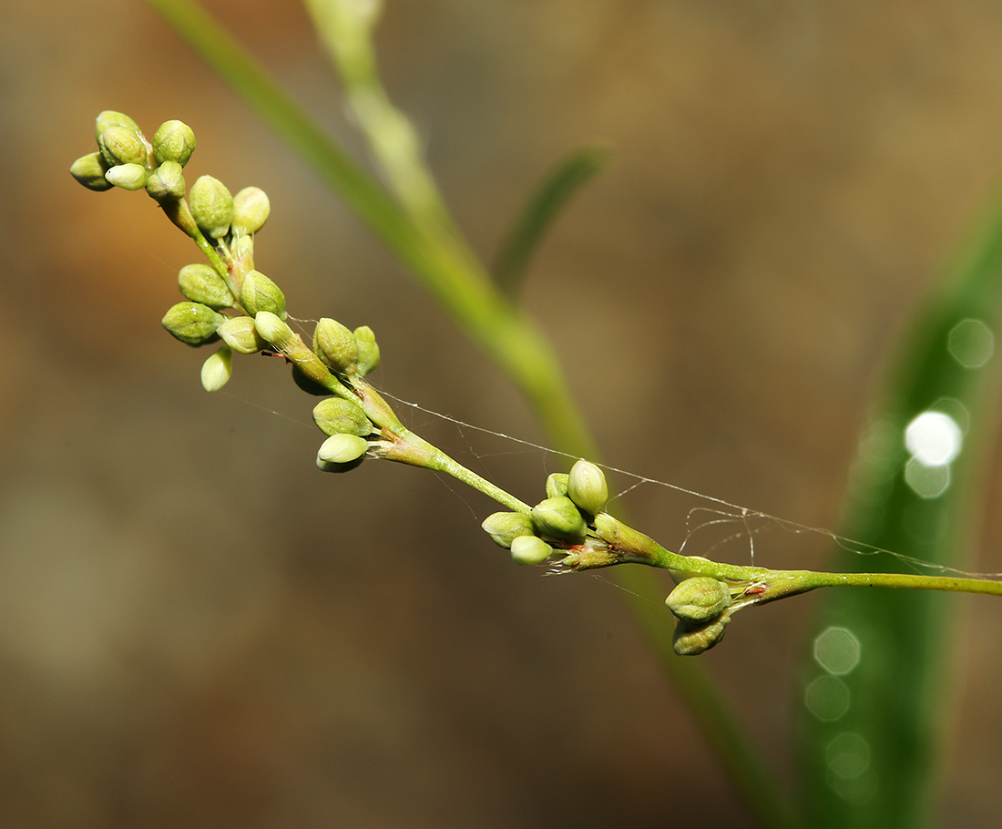 Image of Persicaria viscofera specimen.