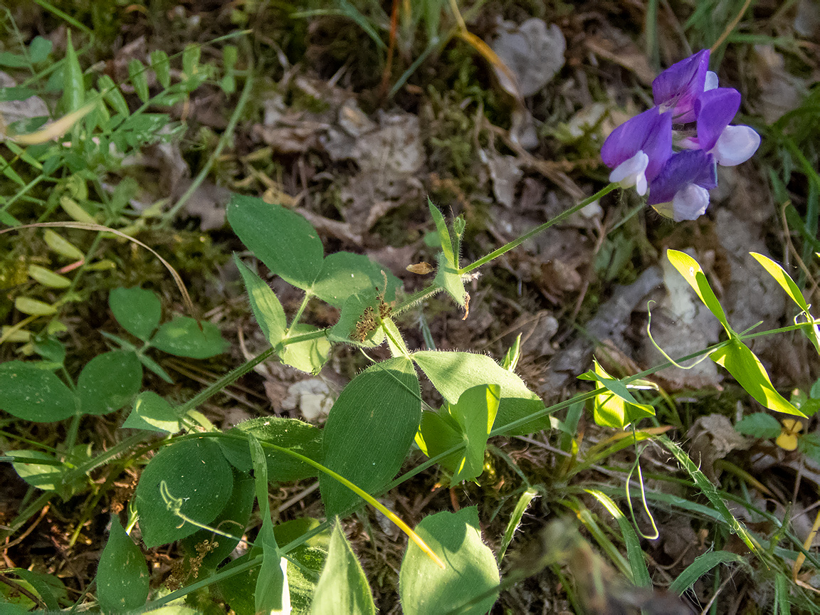 Image of Lathyrus laxiflorus specimen.
