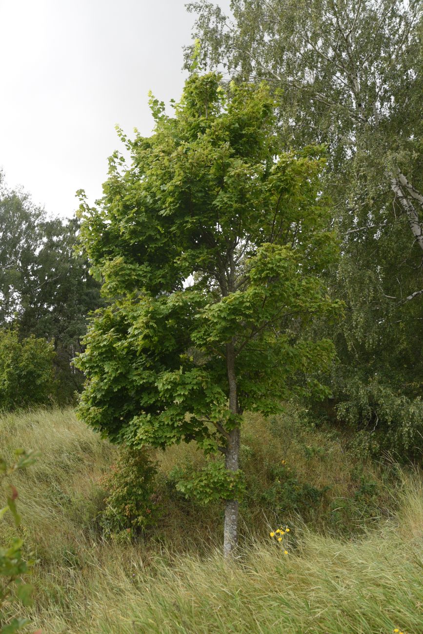 Изображение особи Acer platanoides.