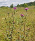 Centaurea pseudophrygia. Верхние части цветущих растений. Ульяновская обл., Мелекесский р-н, окр. пос. Русский Мелекесс, суходольный луг. 25.07.2023.