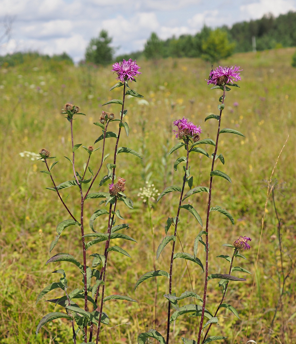 Изображение особи Centaurea pseudophrygia.