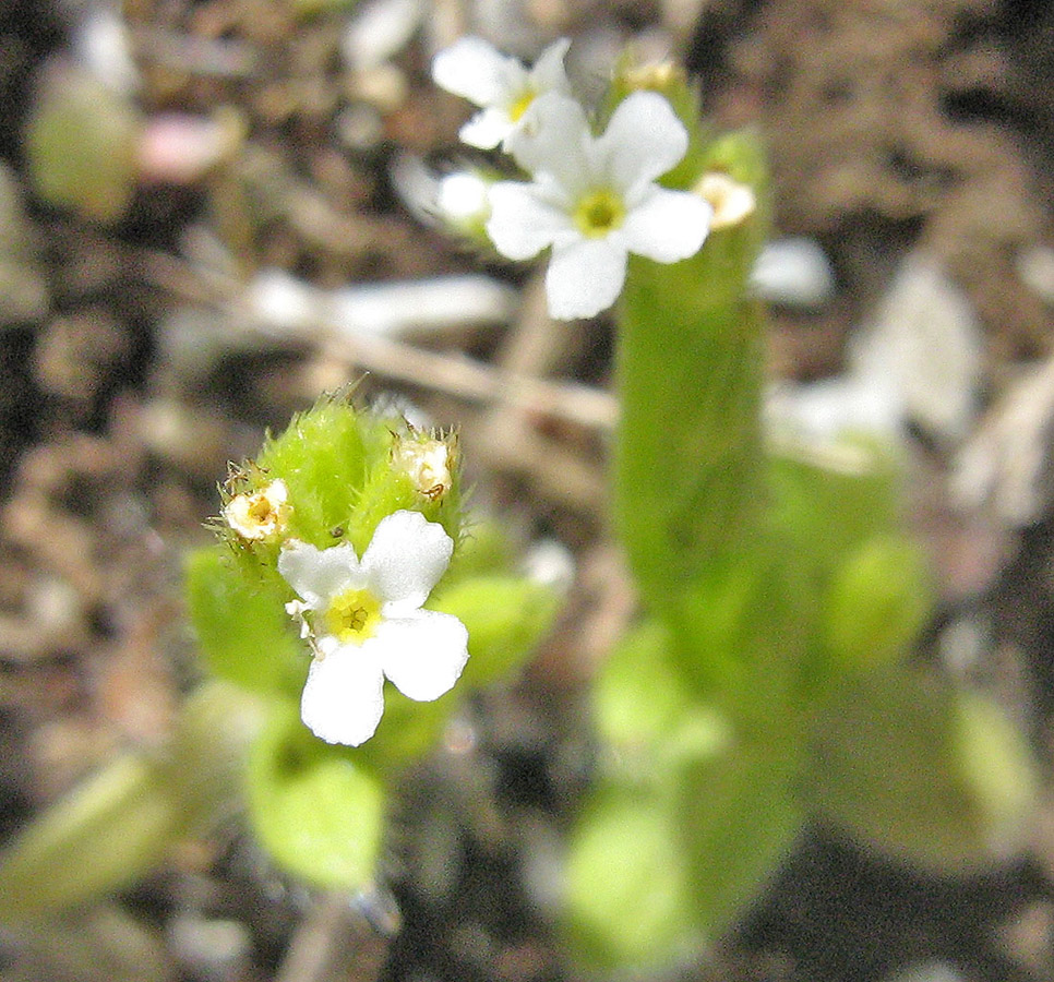 Image of Myosotis litoralis specimen.