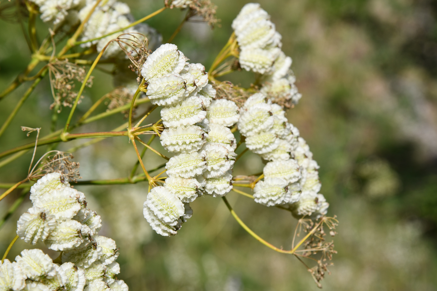 Изображение особи Prangos pabularia.