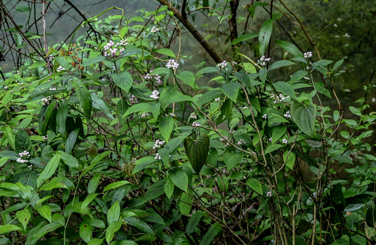 Image of Dichroa febrifuga specimen.
