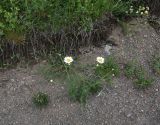 Anthemis rigescens