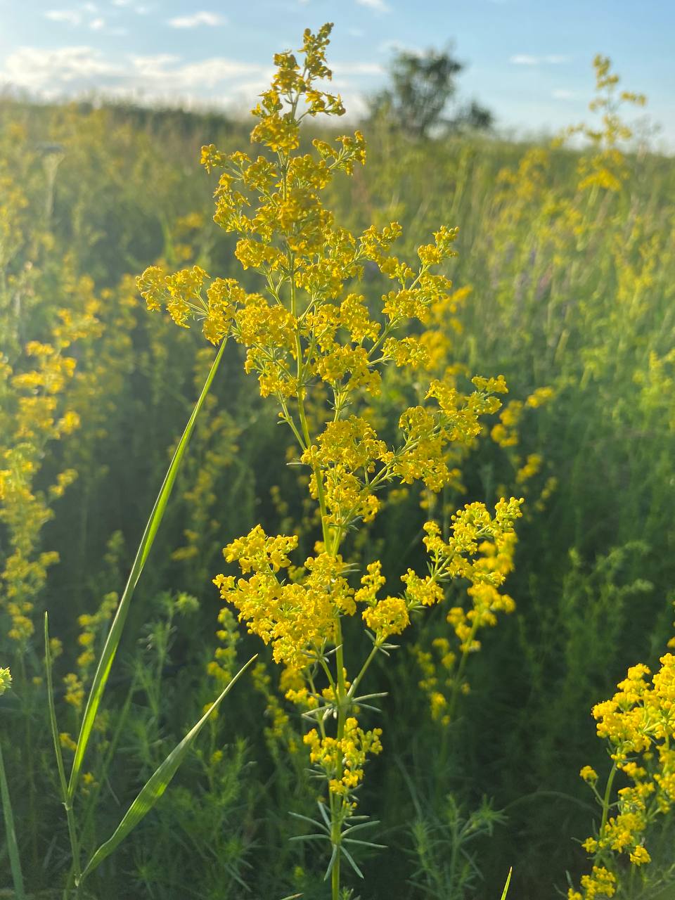 Изображение особи Galium verum.