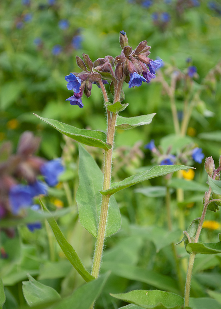 Изображение особи Pulmonaria mollis.