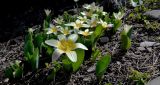Tulipa berkariensis