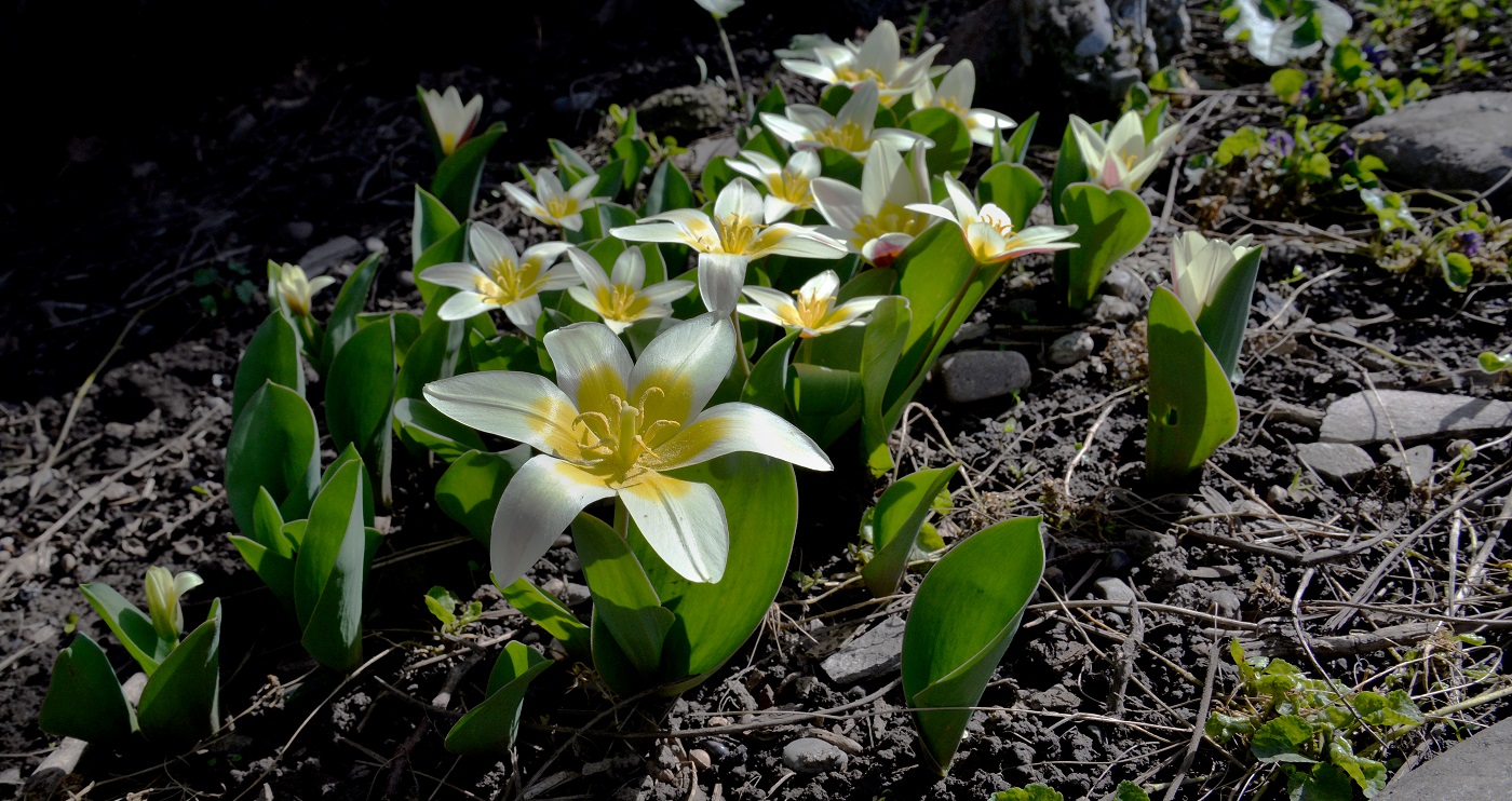 Изображение особи Tulipa berkariensis.
