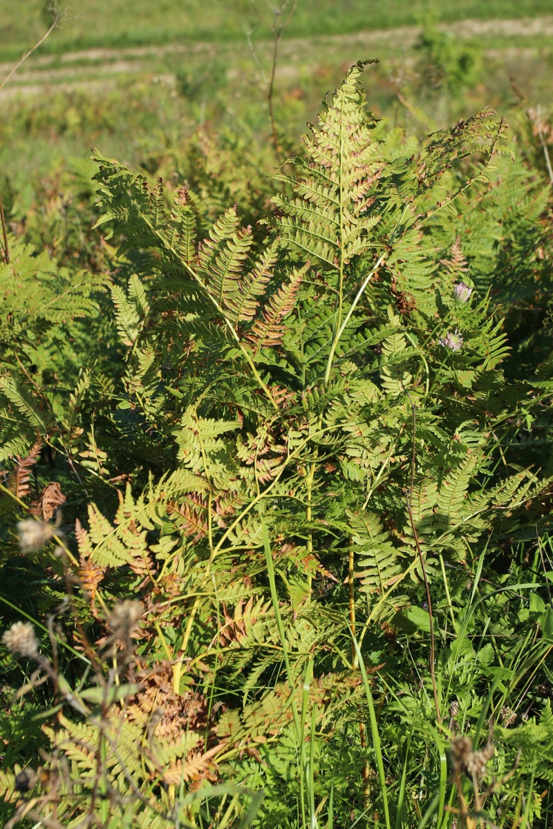 Изображение особи Pteridium pinetorum.