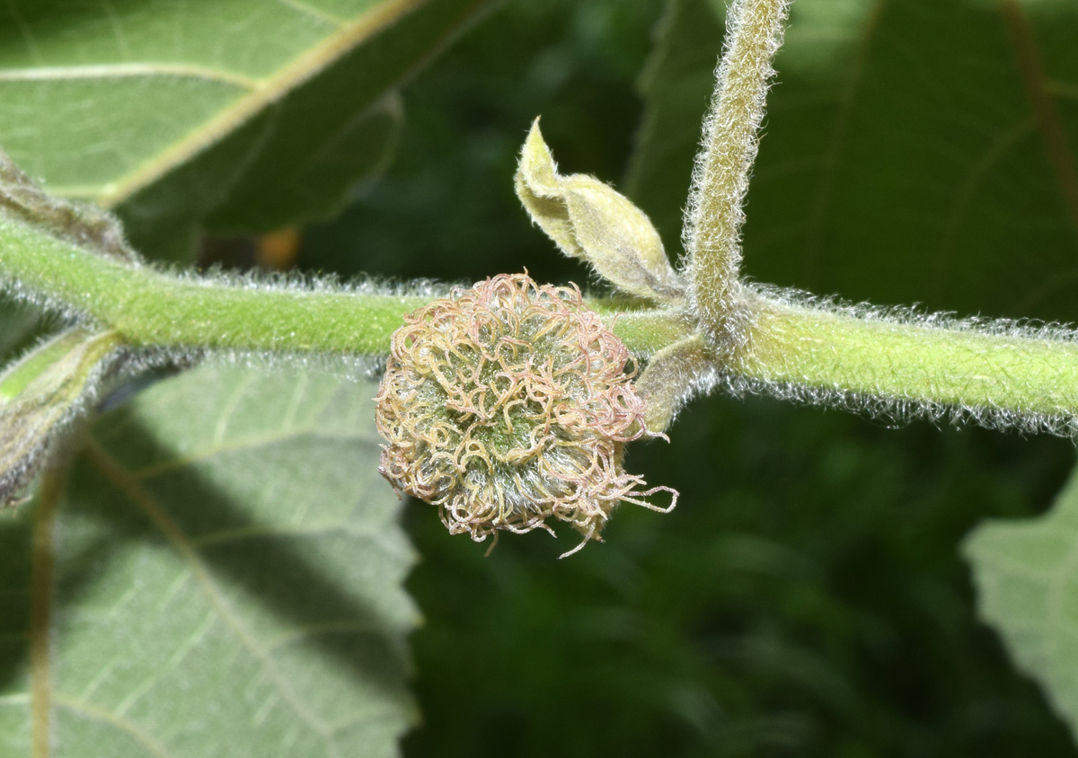 Изображение особи Broussonetia papyrifera.