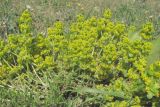 Cruciata laevipes