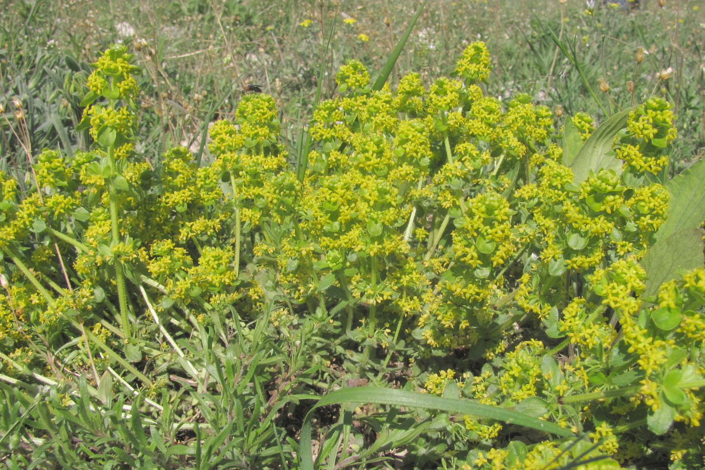 Изображение особи Cruciata laevipes.