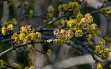 Cornus mas