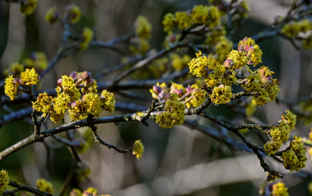 Изображение особи Cornus mas.