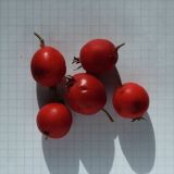 Crataegus submollis