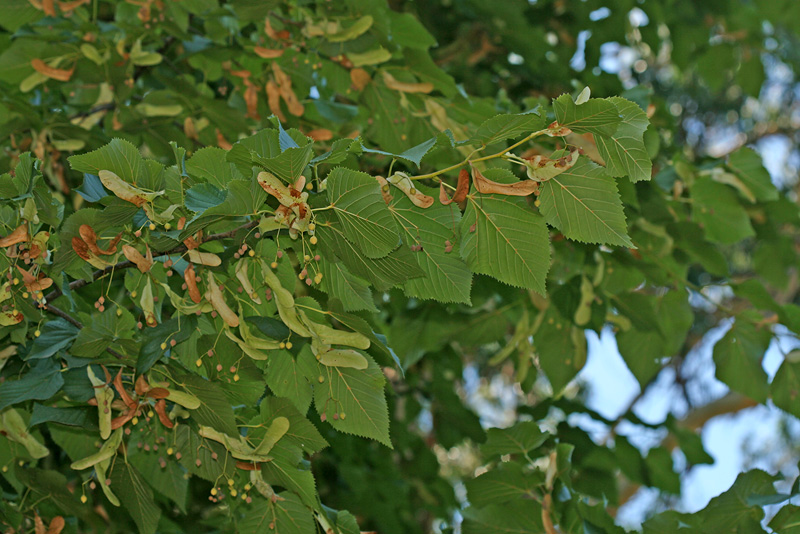 Изображение особи Tilia begoniifolia.