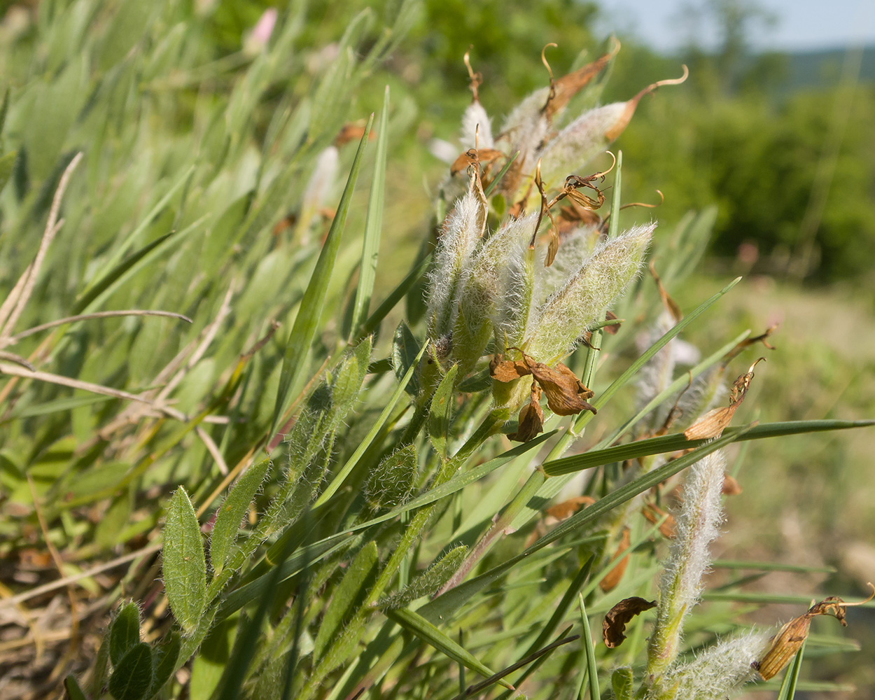 Image of Genista humifusa specimen.