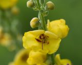 genus Verbascum
