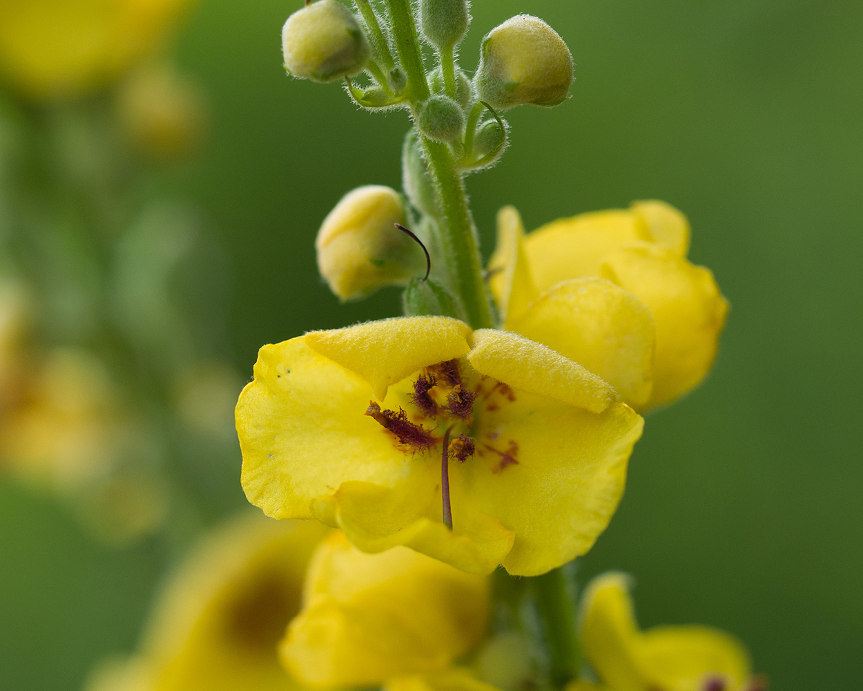 Image of Verbascum marschallianum specimen.