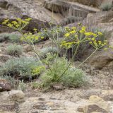 Zosima absinthifolia