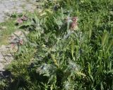 род Hyoscyamus