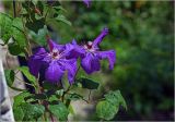 Clematis × jackmanii. Цветки. Московская обл., Раменский р-н, окр. дер. Хрипань, садовый участок. 27.07.2025.